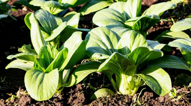 15 Fall‑Season Vegetables That Sweeten After Frost