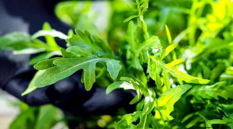 15 Fall‑Season Vegetables That Sweeten After Frost