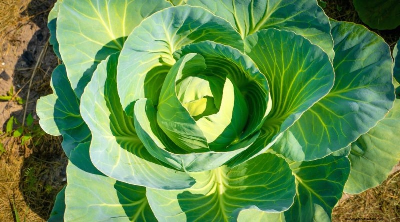 15 Fall‑Season Vegetables That Sweeten After Frost