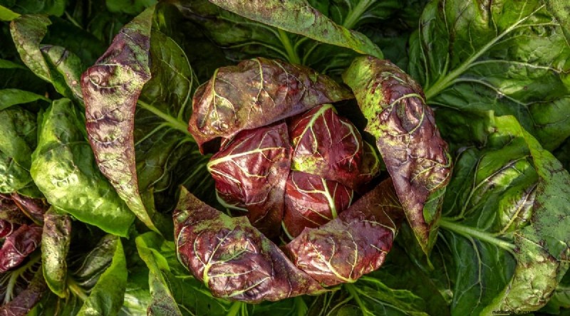 15 Fall‑Season Vegetables That Sweeten After Frost