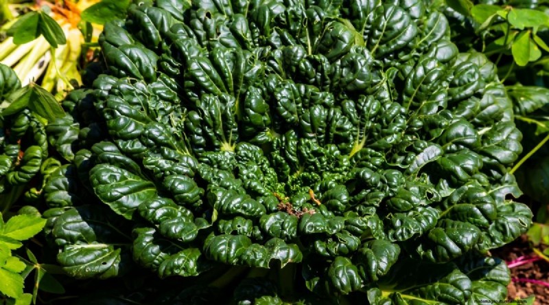 15 Fall‑Season Vegetables That Sweeten After Frost