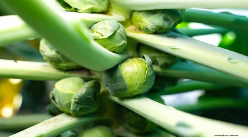 15 Fall‑Season Vegetables That Sweeten After Frost