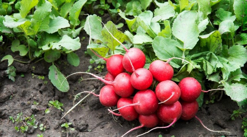 15 Fall‑Season Vegetables That Sweeten After Frost