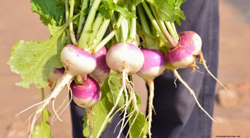 15 Fall‑Season Vegetables That Sweeten After Frost