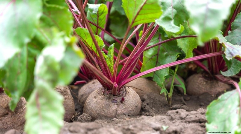 15 Fall‑Season Vegetables That Sweeten After Frost