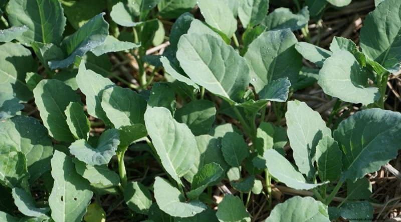 15 Fall‑Season Vegetables That Sweeten After Frost