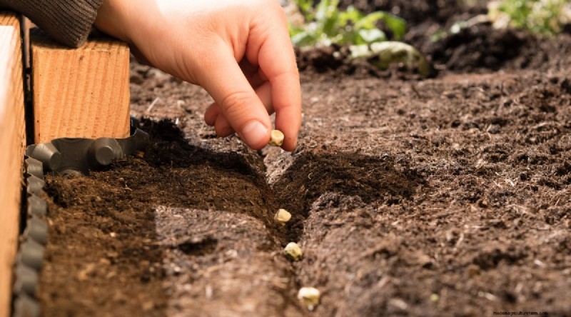 11 October Planting Essentials for a Successful Autumn Garden