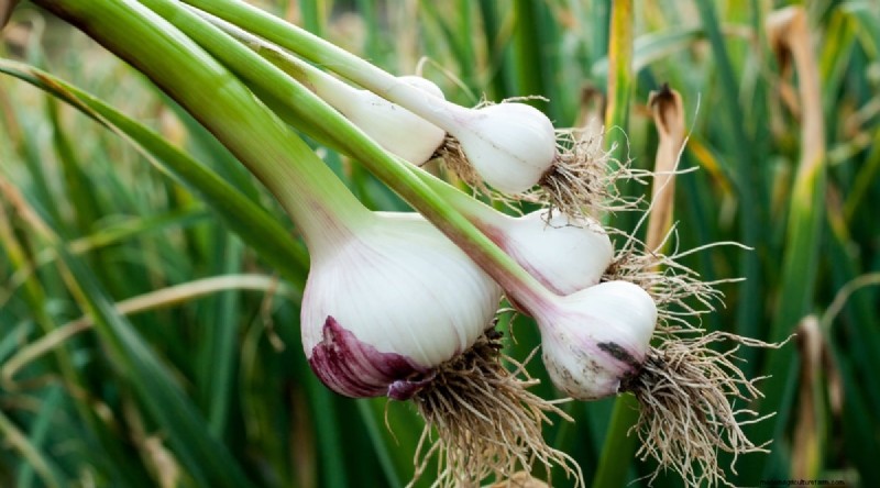 11 October Planting Essentials for a Successful Autumn Garden
