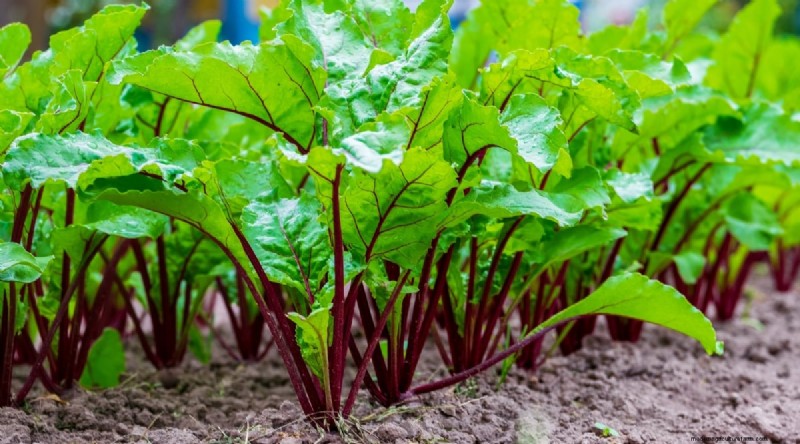 11 October Planting Essentials for a Successful Autumn Garden