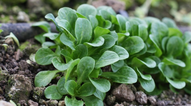 11 October Planting Essentials for a Successful Autumn Garden