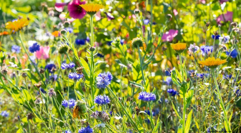 11 October Planting Essentials for a Successful Autumn Garden