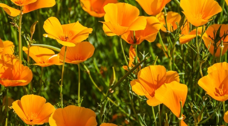 11 October Planting Essentials for a Successful Autumn Garden