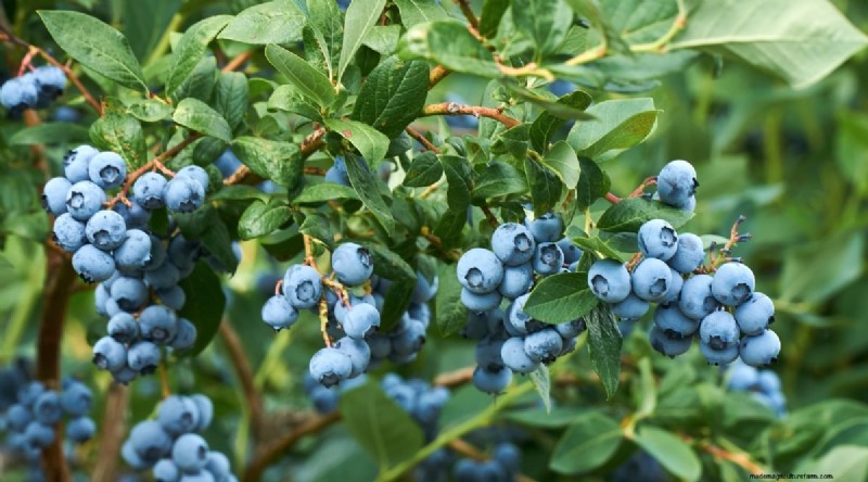 11 October Planting Essentials for a Successful Autumn Garden