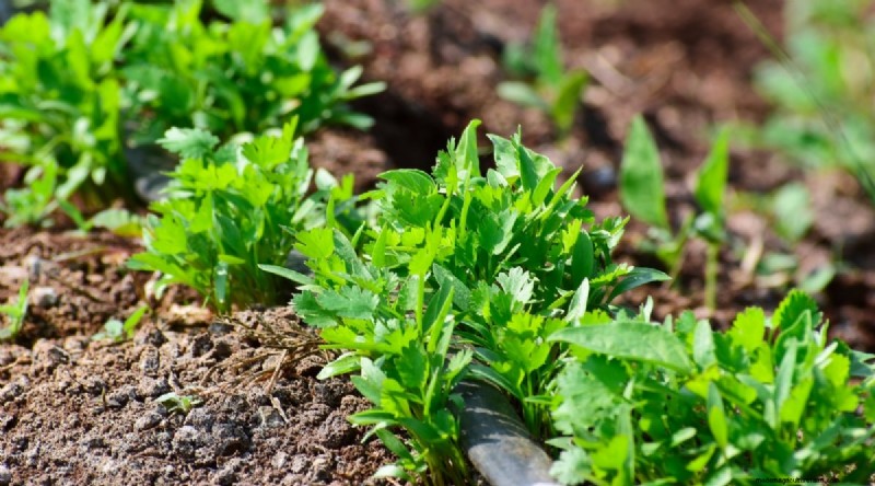 11 October Planting Essentials for a Successful Autumn Garden