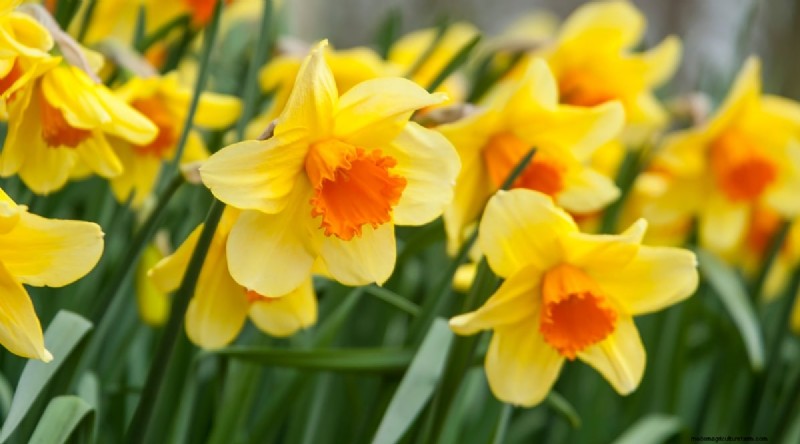11 October Planting Essentials for a Successful Autumn Garden