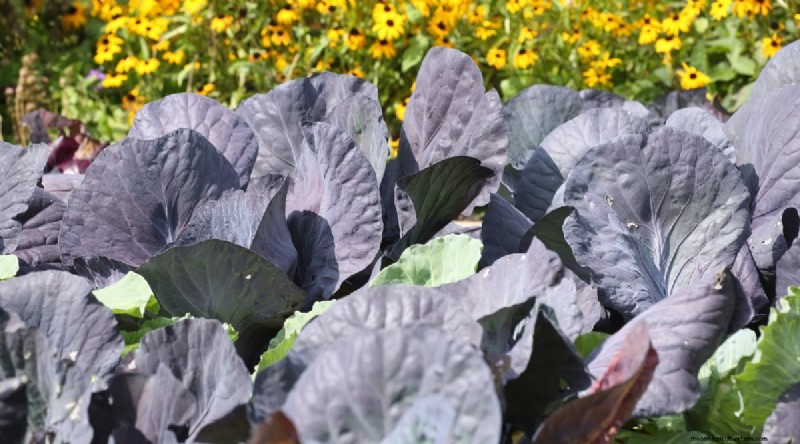 11 October Planting Essentials for a Successful Autumn Garden