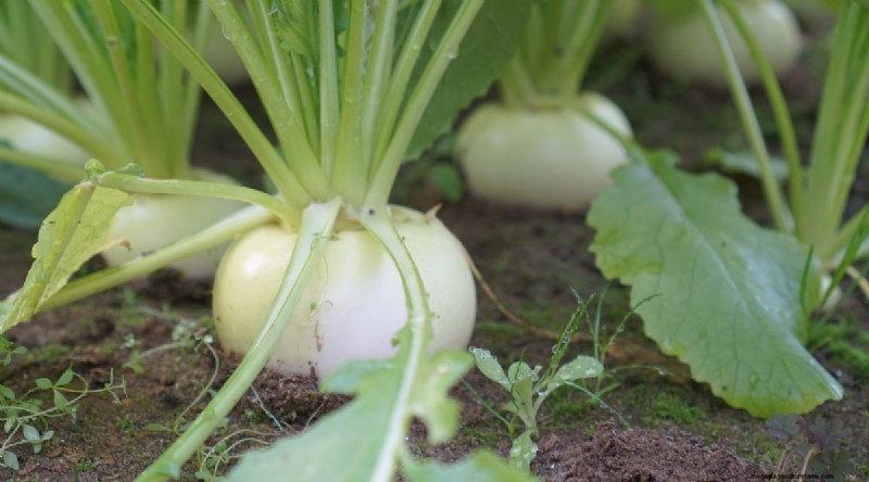 11 October Planting Essentials for a Successful Autumn Garden