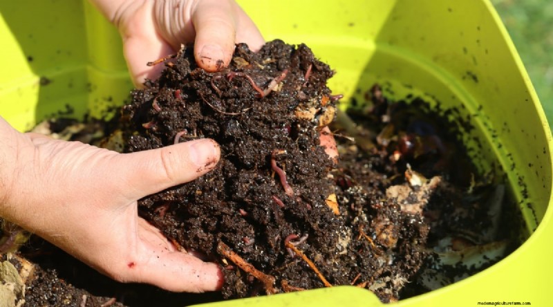 Garlic Fertilization: 10 Proven Ways to Feed Your Bulbs for Bigger, Tastier Harvests