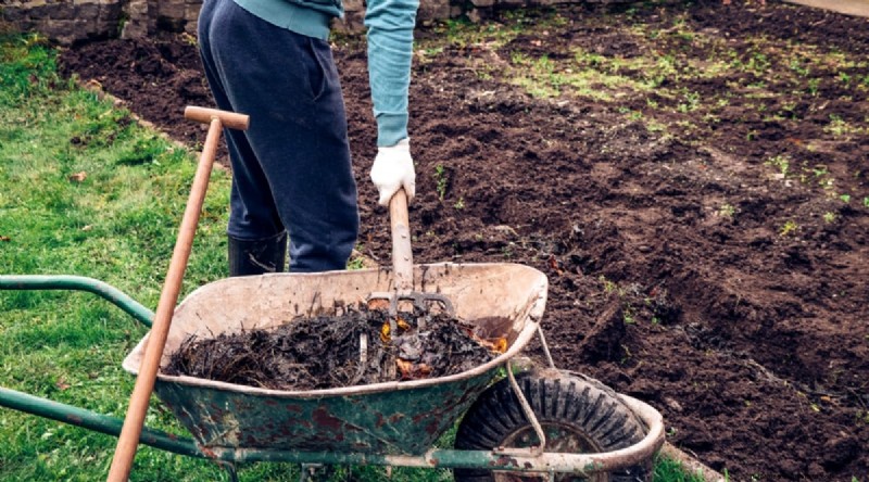 Garlic Fertilization: 10 Proven Ways to Feed Your Bulbs for Bigger, Tastier Harvests
