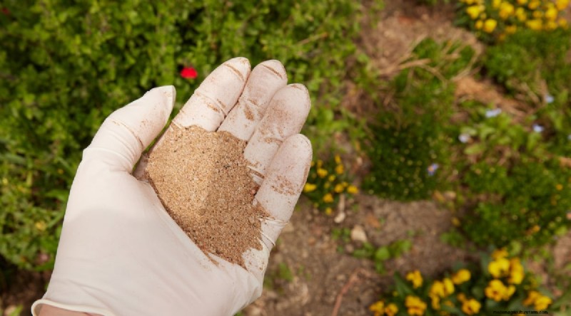 Garlic Fertilization: 10 Proven Ways to Feed Your Bulbs for Bigger, Tastier Harvests
