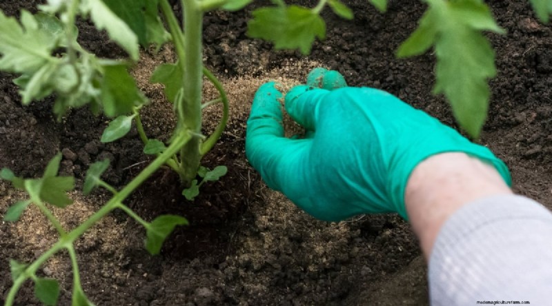Garlic Fertilization: 10 Proven Ways to Feed Your Bulbs for Bigger, Tastier Harvests