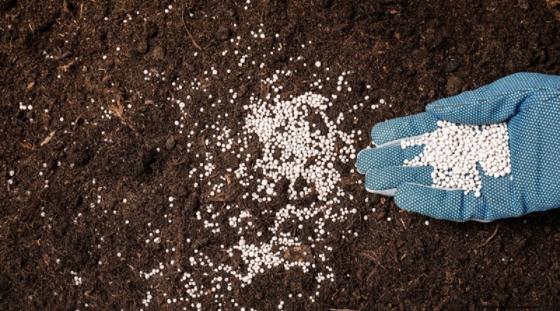Garlic Fertilization: 10 Proven Ways to Feed Your Bulbs for Bigger, Tastier Harvests