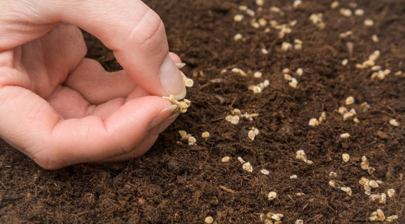 Avoid These 11 Common Tomato‑Growing Mistakes for a Bountiful Harvest