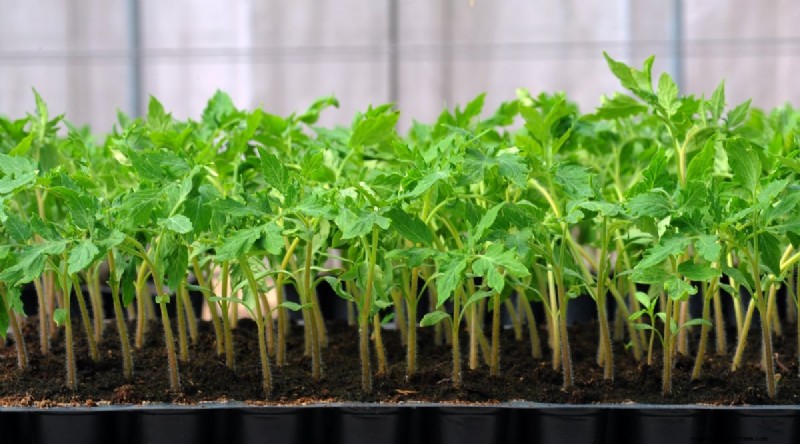Avoid These 11 Common Tomato‑Growing Mistakes for a Bountiful Harvest