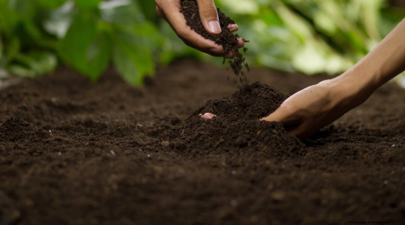 Avoid These 15 Garlic‑Growing Mistakes for a Bountiful Harvest