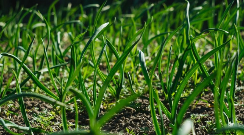 Avoid These 15 Garlic‑Growing Mistakes for a Bountiful Harvest