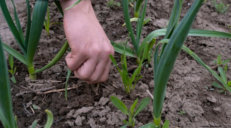 Avoid These 15 Garlic‑Growing Mistakes for a Bountiful Harvest