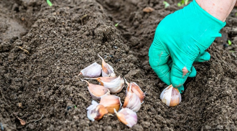 Avoid These 15 Garlic‑Growing Mistakes for a Bountiful Harvest