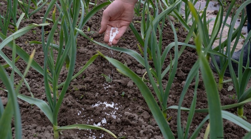 Avoid These 15 Garlic‑Growing Mistakes for a Bountiful Harvest