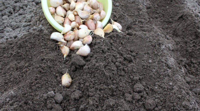 Avoid These 15 Garlic‑Growing Mistakes for a Bountiful Harvest