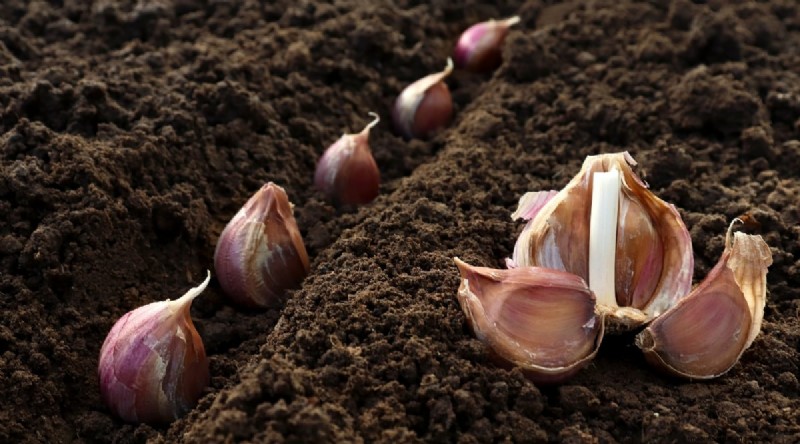 Avoid These 15 Garlic‑Growing Mistakes for a Bountiful Harvest