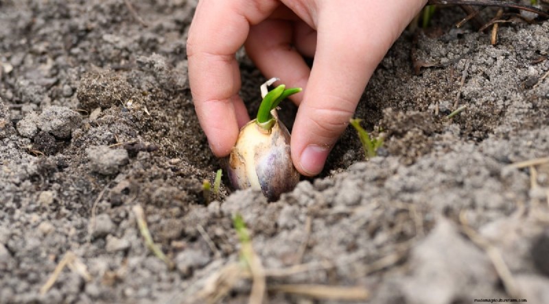 Avoid These 15 Garlic‑Growing Mistakes for a Bountiful Harvest