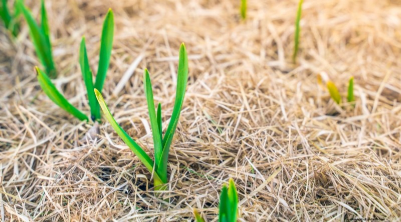 Avoid These 15 Garlic‑Growing Mistakes for a Bountiful Harvest