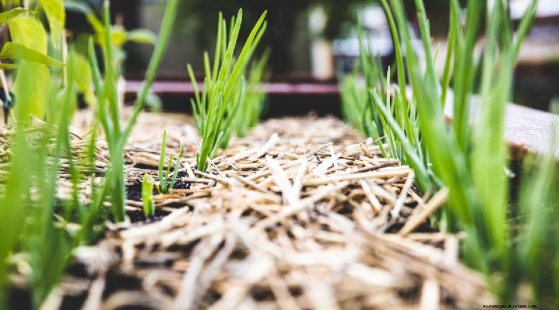 Avoid These 15 Garlic‑Growing Mistakes for a Bountiful Harvest
