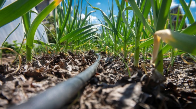 Avoid These 15 Garlic‑Growing Mistakes for a Bountiful Harvest