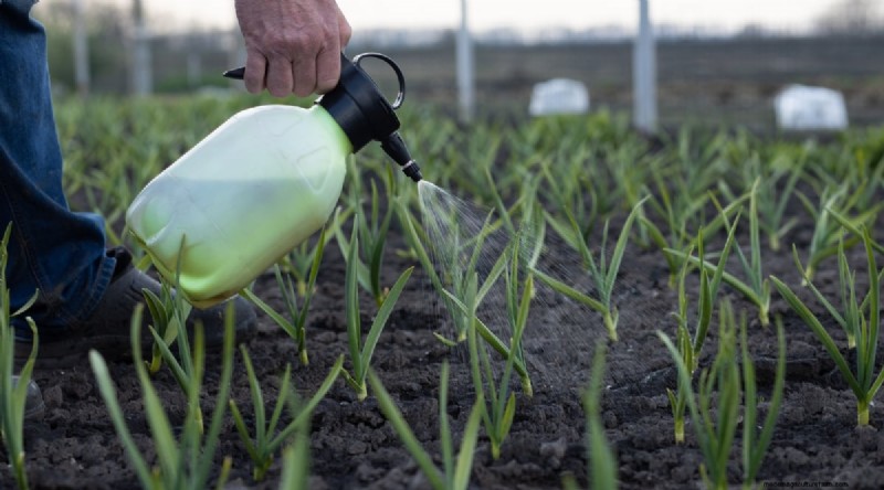Avoid These 15 Garlic‑Growing Mistakes for a Bountiful Harvest