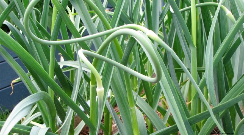 Avoid These 15 Garlic‑Growing Mistakes for a Bountiful Harvest