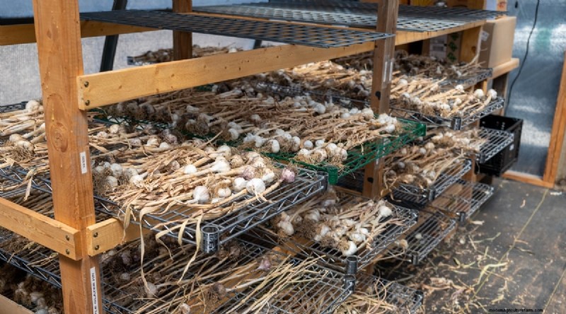Avoid These 15 Garlic‑Growing Mistakes for a Bountiful Harvest