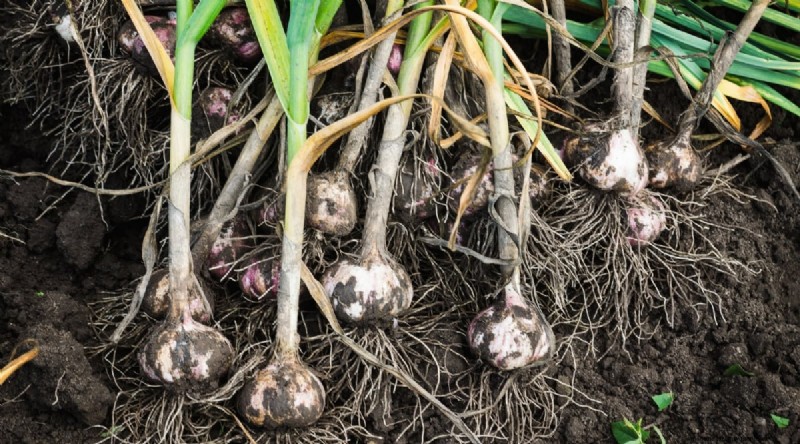 Avoid These 15 Garlic‑Growing Mistakes for a Bountiful Harvest