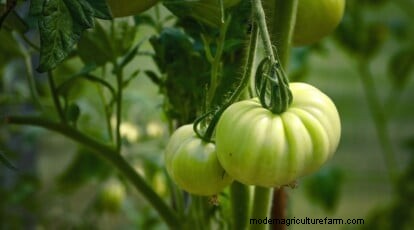Grow Giant Beefsteak Tomatoes: Planting, Care, and Harvest Tips