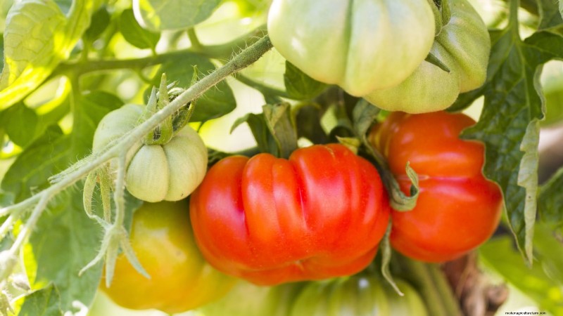 Grow Giant Beefsteak Tomatoes: Planting, Care, and Harvest Tips