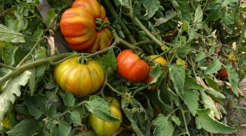 Grow Giant Beefsteak Tomatoes: Planting, Care, and Harvest Tips