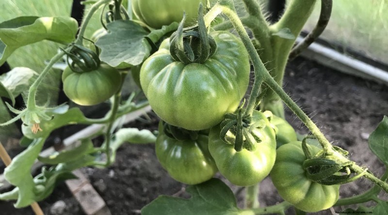 Grow Giant Beefsteak Tomatoes: Planting, Care, and Harvest Tips