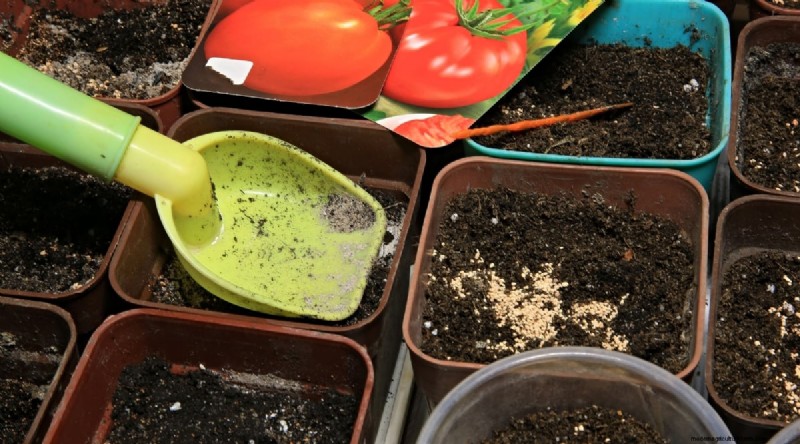 Grow Giant Beefsteak Tomatoes: Planting, Care, and Harvest Tips