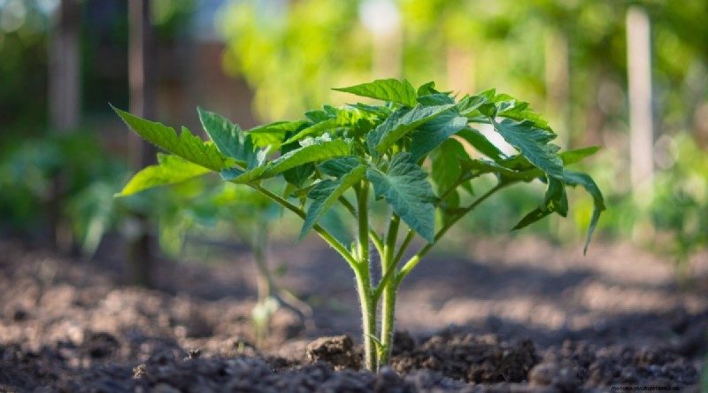 Grow Giant Beefsteak Tomatoes: Planting, Care, and Harvest Tips