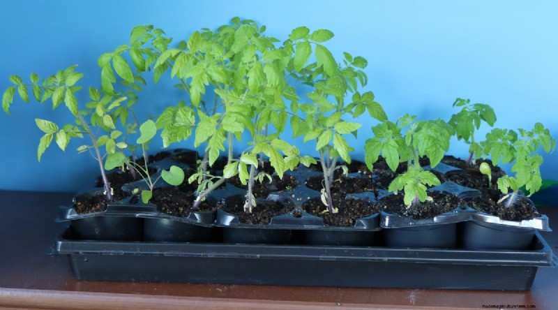 Grow Giant Beefsteak Tomatoes: Planting, Care, and Harvest Tips